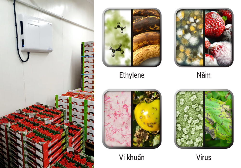 airocide-diet-khuan-ung-dung-bao-quan-nong-san