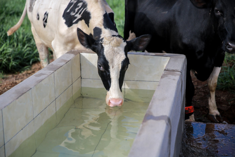 naoclean-pha-vao-nuoc-uong-gia-suc