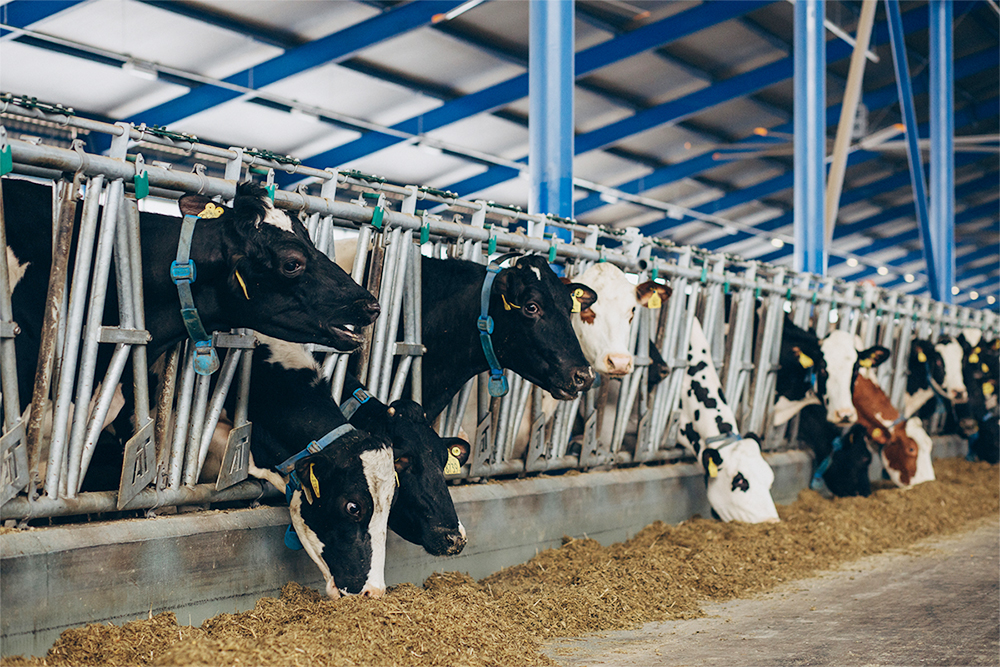 airocide-co-the-ho-tro-tot-cho-hoat-dong-chan-nuoi