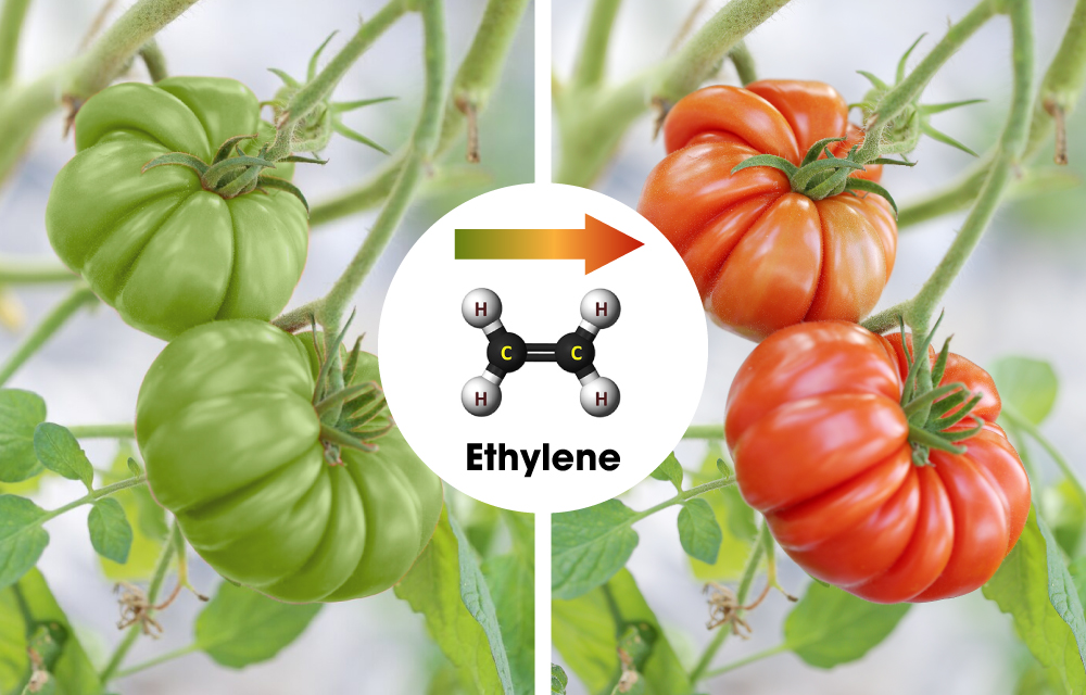 ethylene-day-nhanh-qua-trinh-hu-hong-cua -au-cu-qua