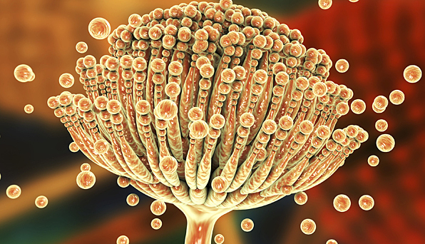 nam-aspergillus-tao-ra-mycotoxin