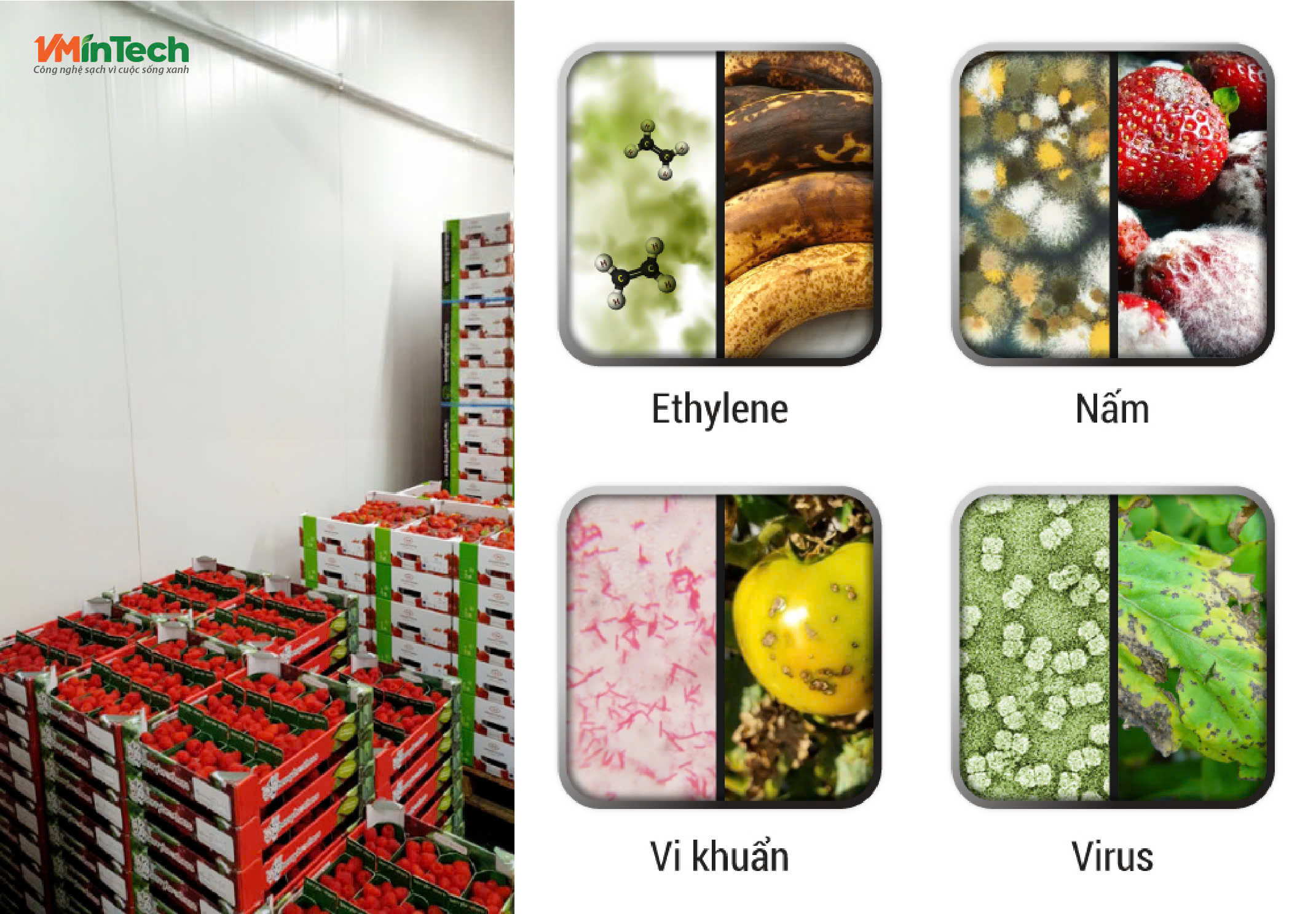 xu-ly-nam-moc-trong-kho-lanh-3